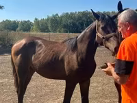 Klisna, Nonius horse — foto 2