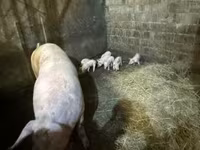 Babi betina, Крупная белая — foto 2