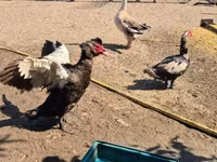 Ducks — รูปภาพ 8