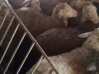 Biri-biri betina, Sheep — foto 6
