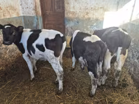 Бух, Russian Black pied cattle — 3 зураг