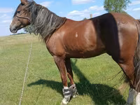 حصان, Kazakh horse — الصورة 1