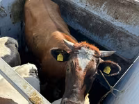 Tjur, Holsteinrasen — foto 2