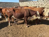 Lembu ternakan (lot, jantina tidak dinyatakan), Cattle — foto 3