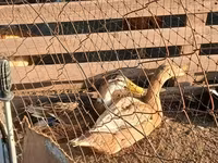 Ducks — ảnh 6