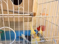 Nymph (cockatiel) cütlüyü və qəfəs komplekti - Növ: Nymph paraket — รูปภาพ 5