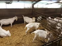 Oğlak, Saanen goat — foto 4