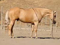 公马, Quarter Horse — 照片 2