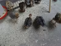 Chickens — fotografija 2