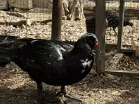 Ducks — عکس 1