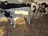 Qoramol (partiya, jinsi ko‘rsatilmagan), Simmental cattle — 1-rasm