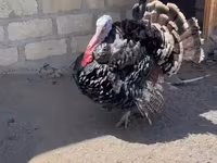 برنزی — عکس 7