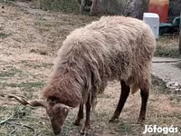 Baran, Racka sheep — zdjęcie 2