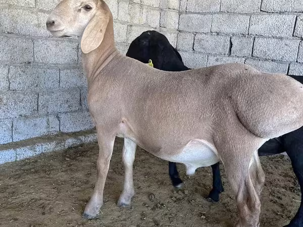 Widder, Arashan sheep