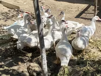Ducks — عکس 6