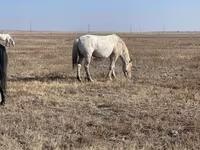 घोड़ा, Kazakh horse — फ़ोटो 3