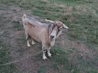 Cabra, Cabras — foto 1