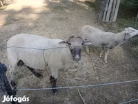 Vædder, White Suffolk sheep — foto 4