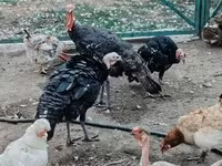 Turkeys — zdjęcie 6