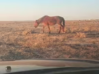 Kuda betina, Horses — foto 2