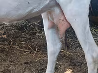 Capra, Capre — foto 1
