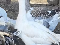 Geese — تصویر 4