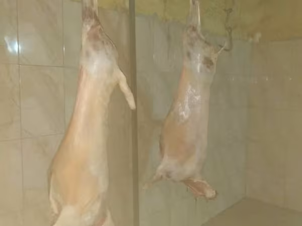 Реализуем мясо ягнян