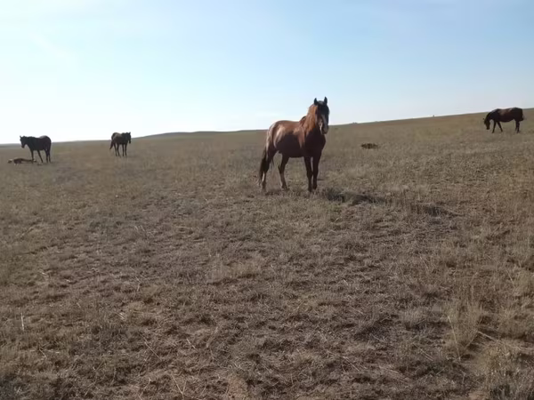 Азаргагүй морь, Mugalzhar horse