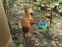 Chickens — 1 зураг