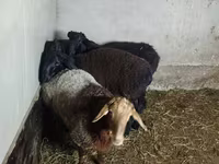 Ovce, Hissar sheep — foto 7