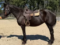 Бие, Percheron — 4-сурет
