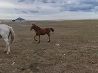 ሴት ፈረስ, Horses — ፎቶ 2