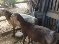 Kos, Rhon sheep — 1. fotó