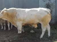 Býk, Blonde d’Aquitane cattle — foto 4