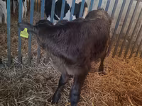Toro, Simmental cattle — foto 4