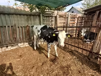 Mucca, Swiss cattle — foto 3