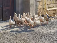 Geese — عکس 1