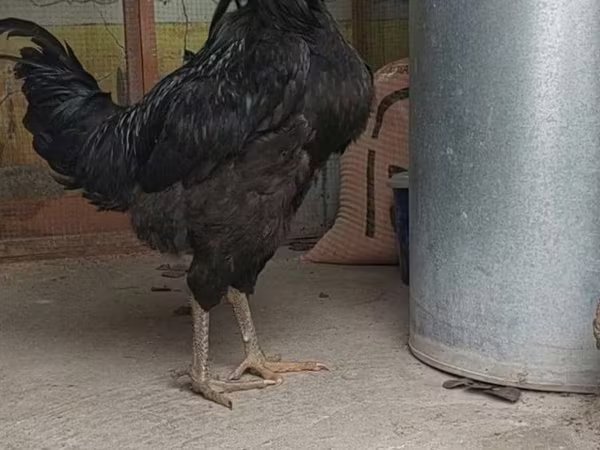 Chickens — Uzbekistan
