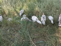 Turkeys — Foto 6