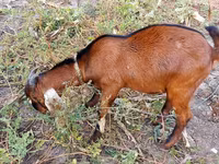 بز نر, Nubian Goat — عکس 2