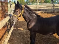Cavallo, Cavalli — foto 2