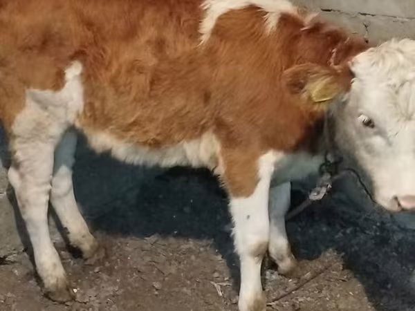Αγελάδα, Simmental cattle