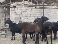 Vædder, Blackheaded Persian sheep — foto 6