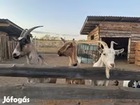 Cabra, Cabras — foto 1