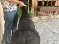قوچ, گوسفند — عکس 1