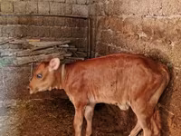 Tyre, Swiss cattle — foto 3