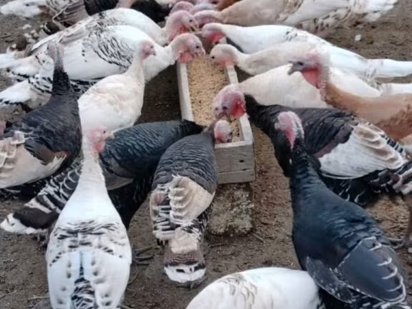 Turkeys