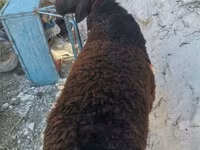 قوچ, گوسفند — عکس 5