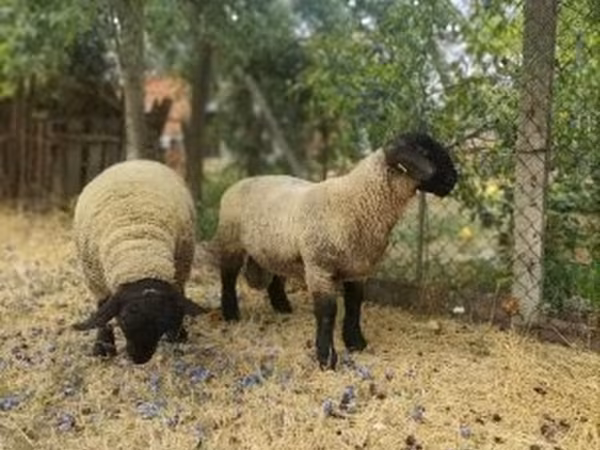 Qoʻchqor, White Suffolk sheep