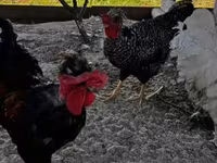 Chickens — photo 5